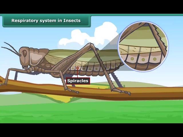 Respiratory system in Insects | Class 7 | Science