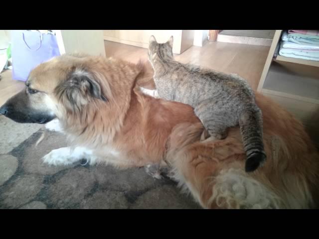 cat and dog - massage