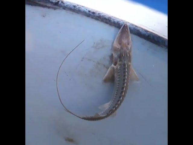 Large Amu Darya shovelnose-Small form. Nukus Balyk fish propagation facility, Uzbekistan. April 2024