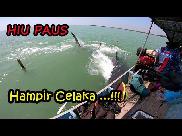 Hampir Celaka...‼️‼️ Mancing Kakap Putih Dikepung Ikan "HIU PAUS" (Whale Shark) Laut Demak