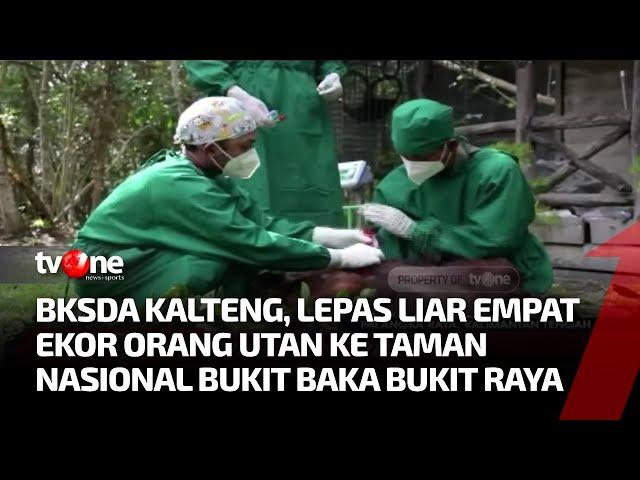 Pelepasan 4 Ekor Orang Utan di Taman Nasional Bukit Baka Bukit Raya | Kabar Petang Pilihan tvOne