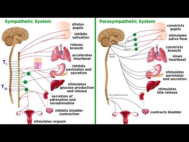 The Autonomic Nervous System: Sympathetic and Parasympathetic Divisions