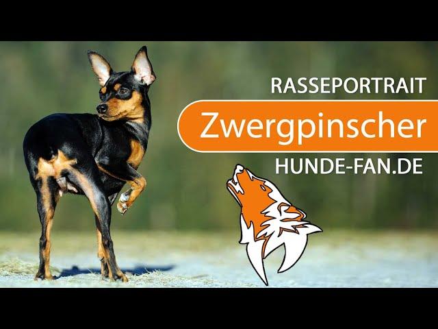 ► Miniature Pinscher [2019] History, Appearance, Temperament, Training, Exercise, Care & Health