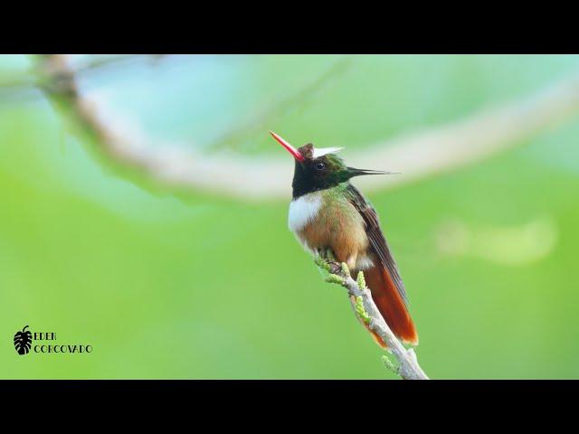 Hummingbirds of Eden Corcovado