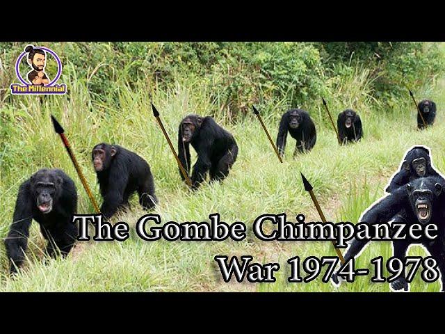 What does the Gombe Chimpanzee War say about our past? | The Gombe Chimpanzee War 1974-1978