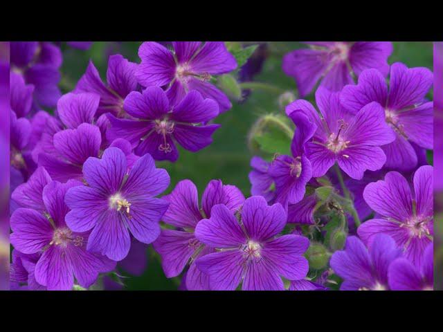 15 Best Purple Perennials - Garden Lovers Club