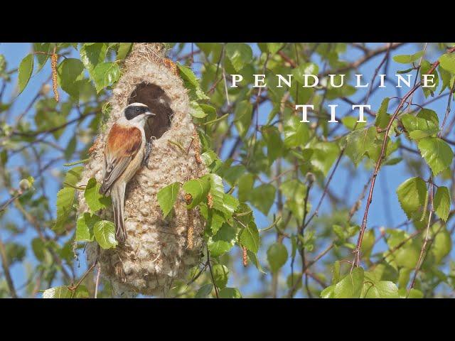 Penduline tit birds building a hanging nest