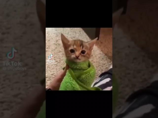 Cat in green towel meme