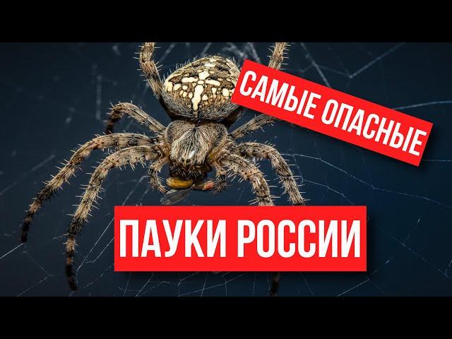 ! САМЫЕ ОПАСНЫЕ ПАУКИ РОССИИ ! СРОЧНО СМОТРИ ЧТОБЫ НЕ БЫТЬ УКУШЕННЫМ!