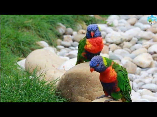 Real Animals Dancing : Birds, Reptiles, Fish and Insects in the Action | Funny Animals Dance Moments