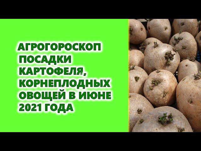 Агрогороскоп посадки картофеля и всех корнеплодных овощей в июне 2021 года.