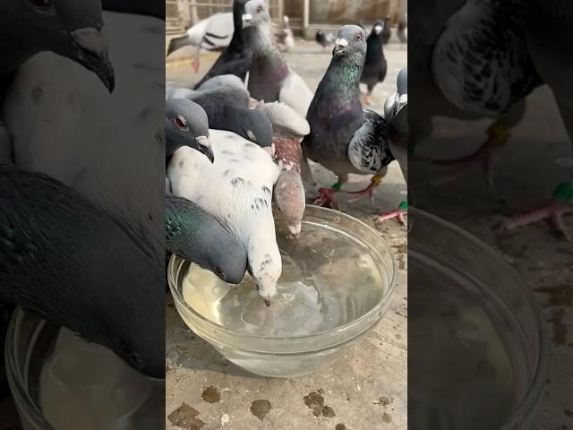 Fresh water, happy pigeons. Simple joys of life #kalapati #pigeonrace #homingpigeon #racingpigeon