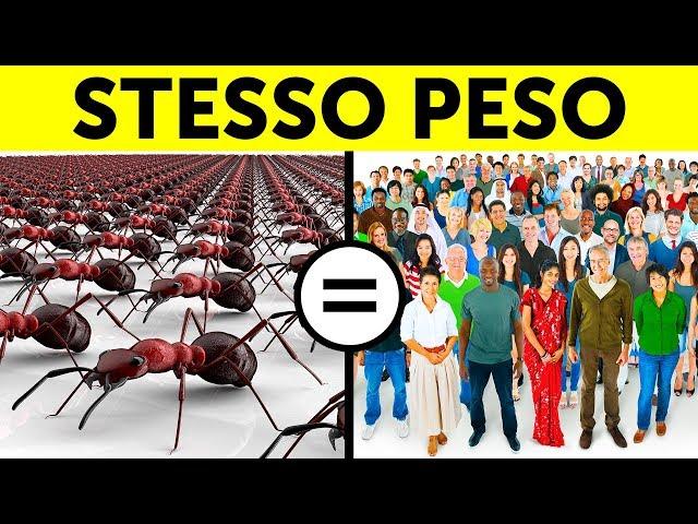 65 Fatti che ti faranno Diventare la Persona più Interessante nella Stanza