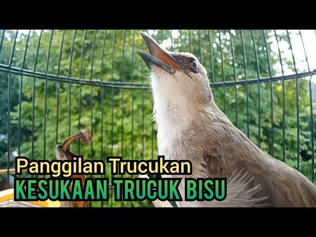 Suara panggilan trucukan gacor ngetir panjang ampuh untuk Pancingan Trucukan agar bunyi GACOR Ropel