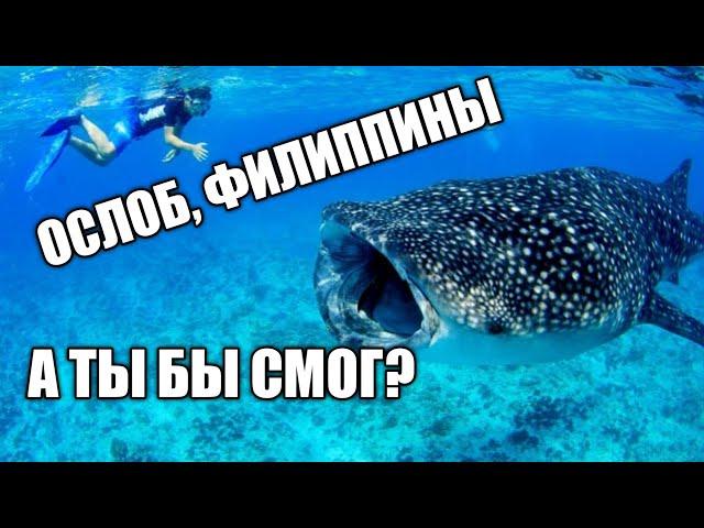 Плаваем с ОГРОМНЫМИ акулами на Филиппинах. Ослоб 2020. Swimming with whalesharks, Oslob 2020.