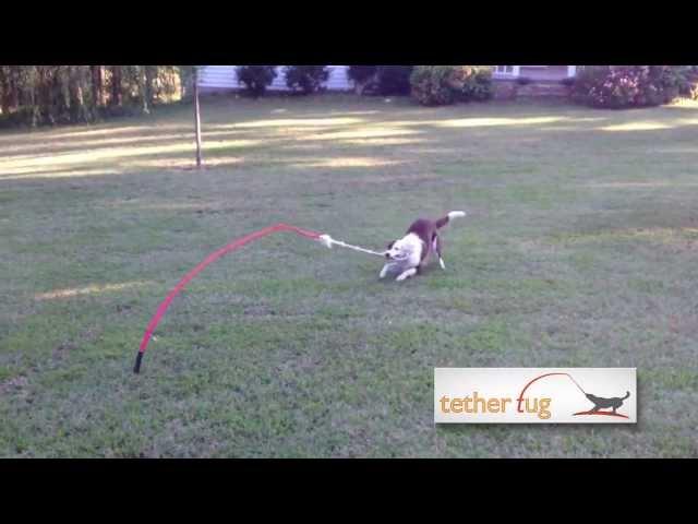 The Best Dog Toy Ever!  Tether Tug Outdoor Dog Toy