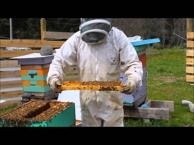 How to Split a Honeybee Hive (creating a Nuc).