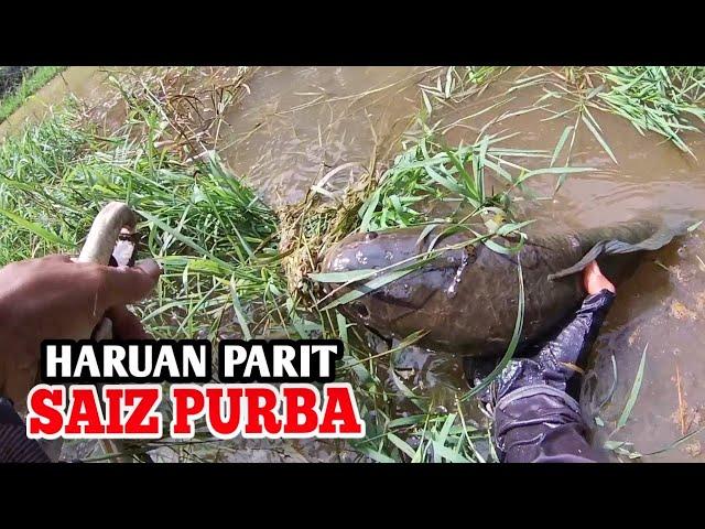 HARUAN SAIZ PURBA DARI SPOT PARIT KEBUN SAWIT | VLOG CASTING HARUAN