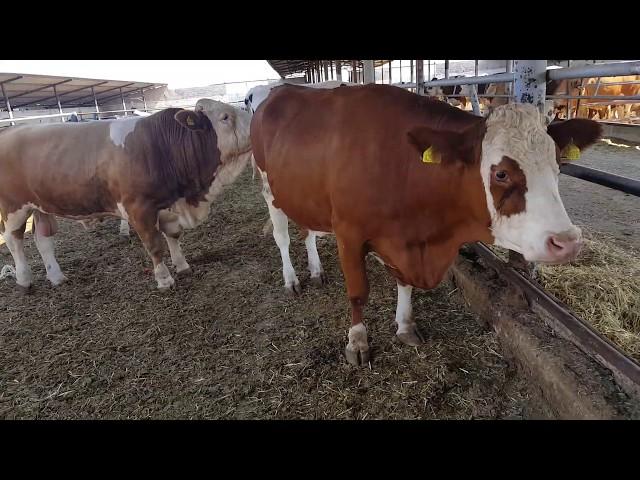 Bulls & Cows Best Farming - New Bulls Meet Cows First Time #22