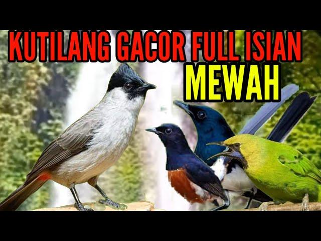 kutilang gacor full isian mewah || masteran kutilang terbaik