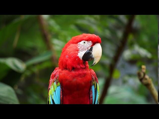 Amazing Birds | Music | Explore Nature