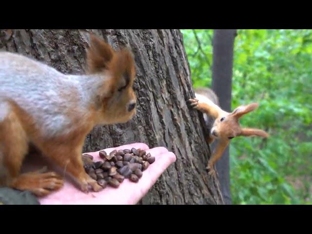 Ещё о голодных белках / More about hungry squirrels