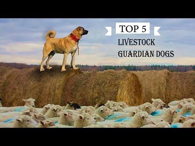TOP 5 LIVESTOCK GUARDIAN DOG BREEDS