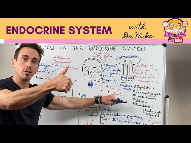 Overview of the Endocrine System