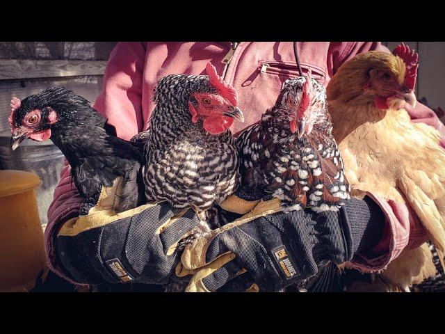 What Breed of Chickens Should I Get? | Best Chicken Breeds For Beginners