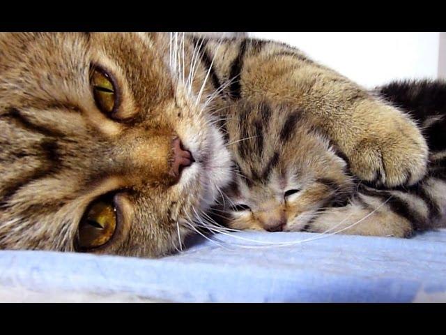 Mom Cat talking to her Cute Meowing Kittens | Generation "P"