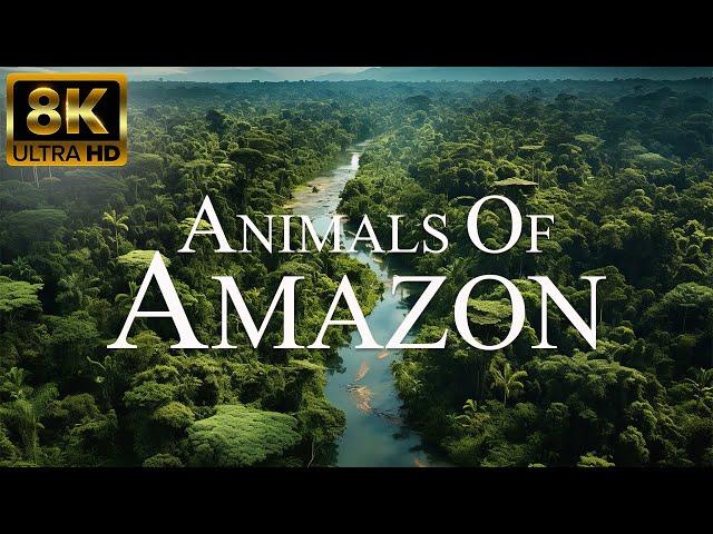 Amazon Animals In 8K ULTRA HD | | Amazon Rainforest