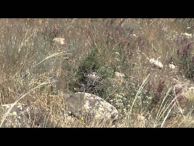 Pale Rockfinch - Carpospiza brachydactyla, Armenia