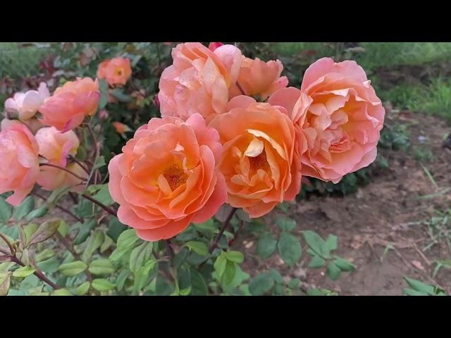 Lady Emma Hamilton - strong, hardy, fragrant shrub rose in orange palette from David Austin