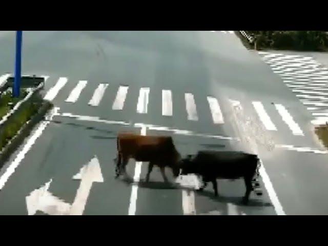 Live action Street Fighter: Two cows fight on motorway