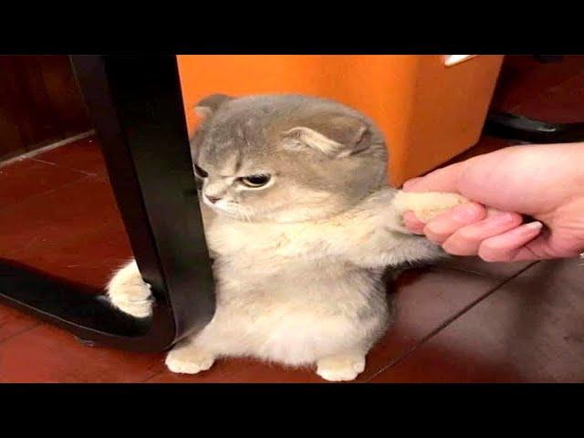 Funny Cat Memes