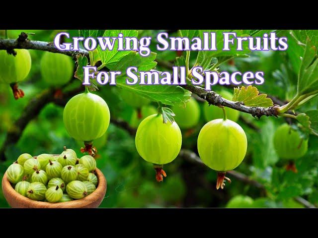 Growing Small Fruits on Small Acreage Gooseberries & Currants
