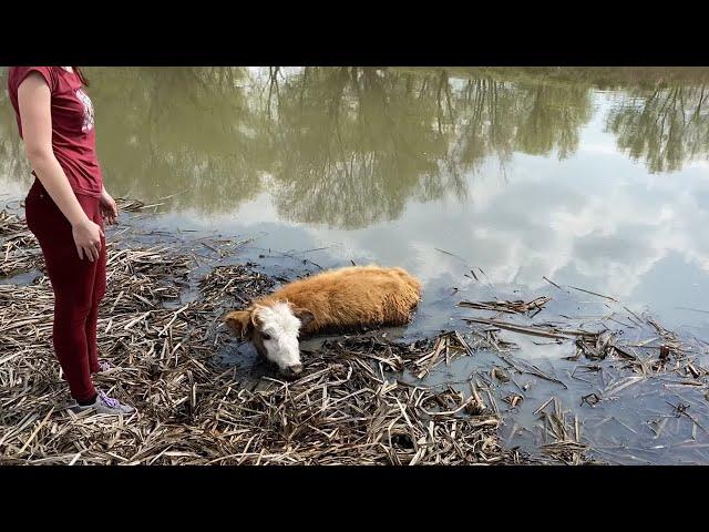 СПАСЛИ КОРОВУ ПО ДОРОГЕ НА РЫБАЛКУ. Наловили воблу на засолку.