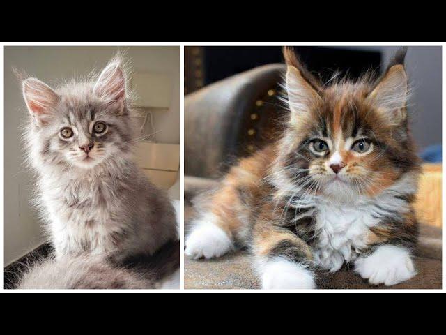 1 Minute Maine Coon Kitten Break