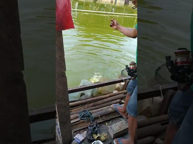 lagi lagi ikan super jumbo