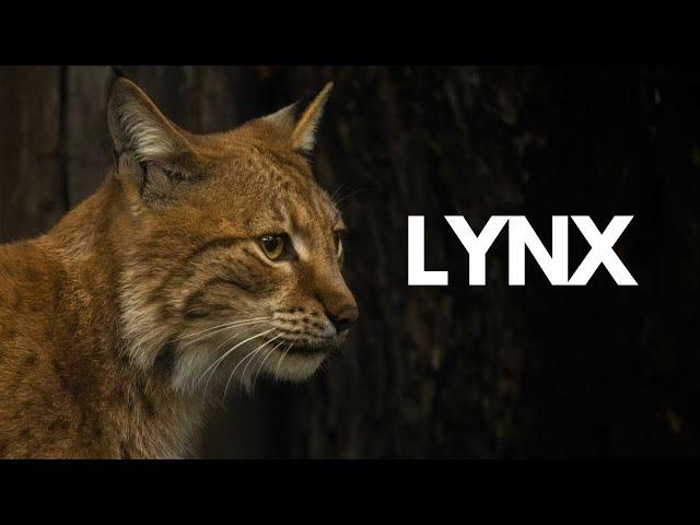 Lynx: The UNTOLD Facts & Importance