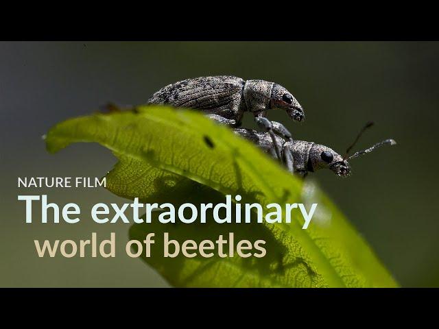 The extraordinary world of beetles