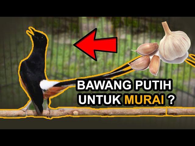 AWAS! Berikut Manfaat BAWANG PUTIH untuk MURAI BATU  dan Cara Pemberian Yang AMAN!