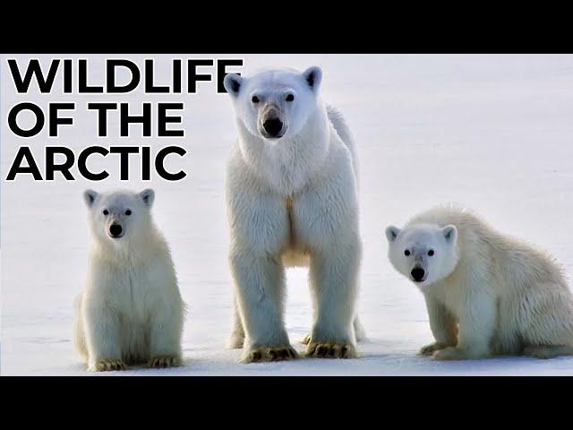 World of the Wild | Episode 4:  The Arctic | Free Documentary Nature