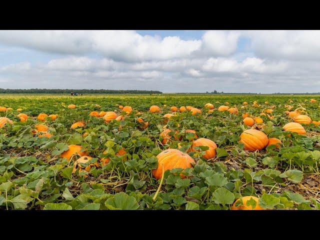 How Pumpkins are Grown in California