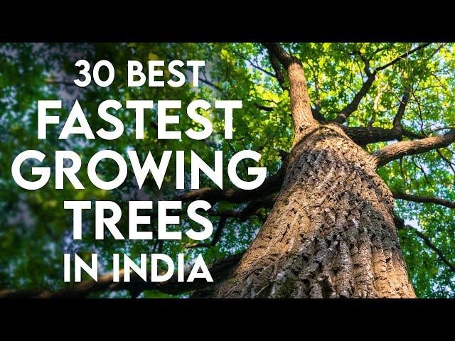 30 Fast-Growing Trees in India | Shade Trees & Plants for Home Gardening
