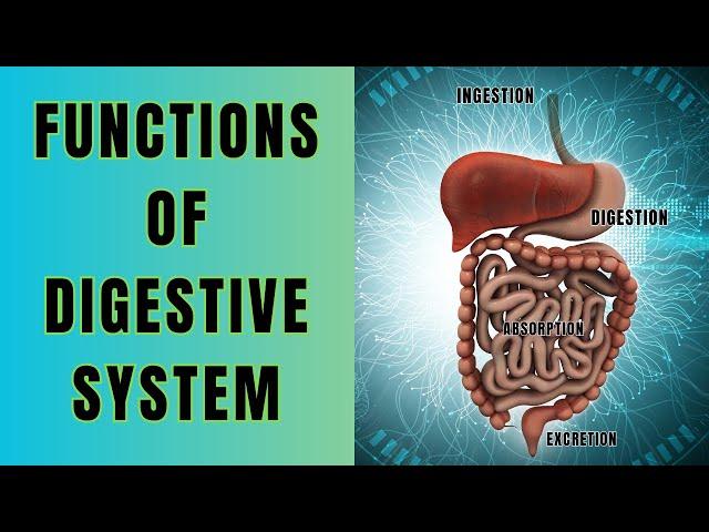 Functions of Digestive System || Ingestion, Digestion, Absorption and Excretion #biologyexams4u u