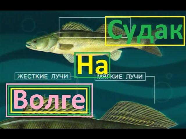 Диалоги о рыбалке - 8-  Едем ловить щуку и судака на Волгу.