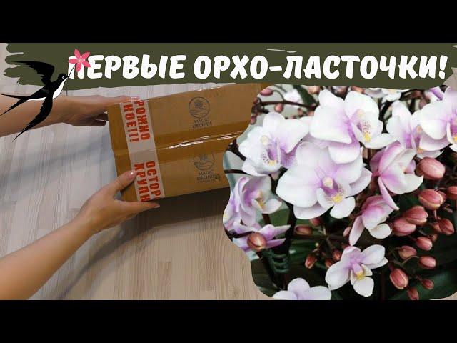 Орхидеи-новички из посылки /Лучшая группа заказа орхидей из Азии