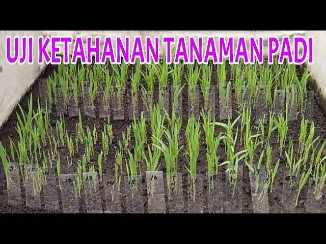 UJI KETAHANAN PADI TERHADAP WERENG COKLAT BIOTIPE 1 | UJI MASSAL