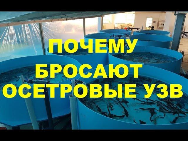 ПОЧЕМУ БРОСАЮТ ОСЕТРОВЫЕ УЗВ